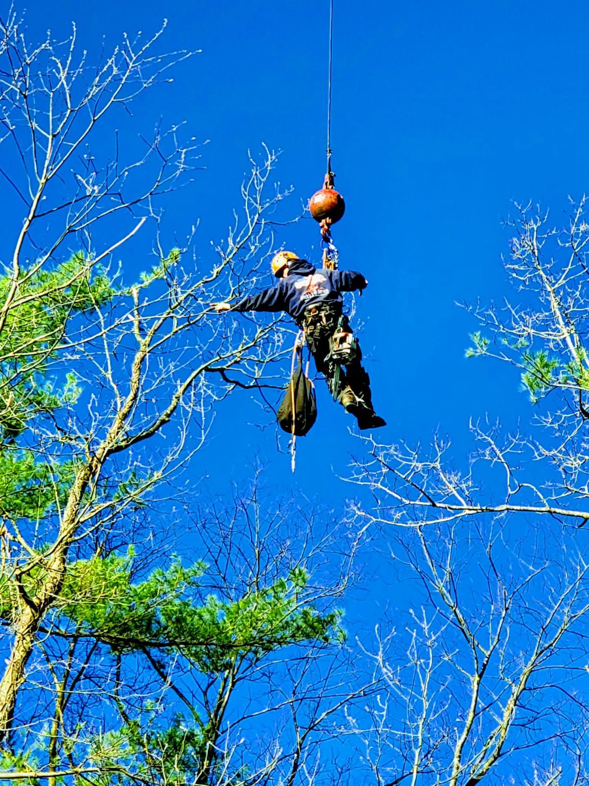 Person suspended from crane above trees; clear blue sky.