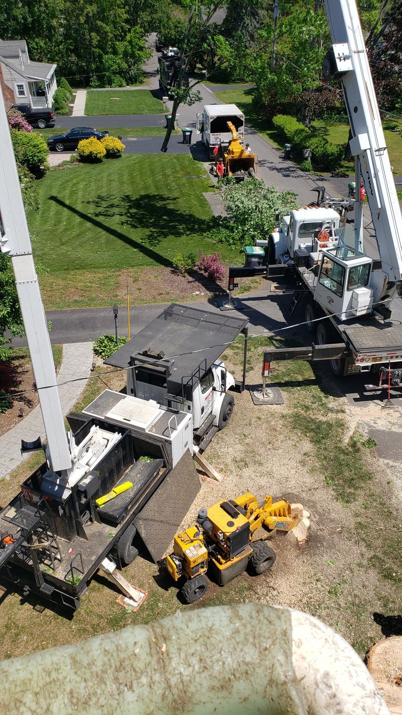 Cranes and trucks on a lawn, trimming a tree. White and yellow equipment. Green grass, blue sky.
