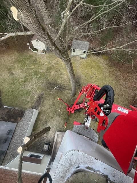 Red tree-trimming machine working on a tall tree, next to a building and lawn. Birdhouses are visible in the tree.