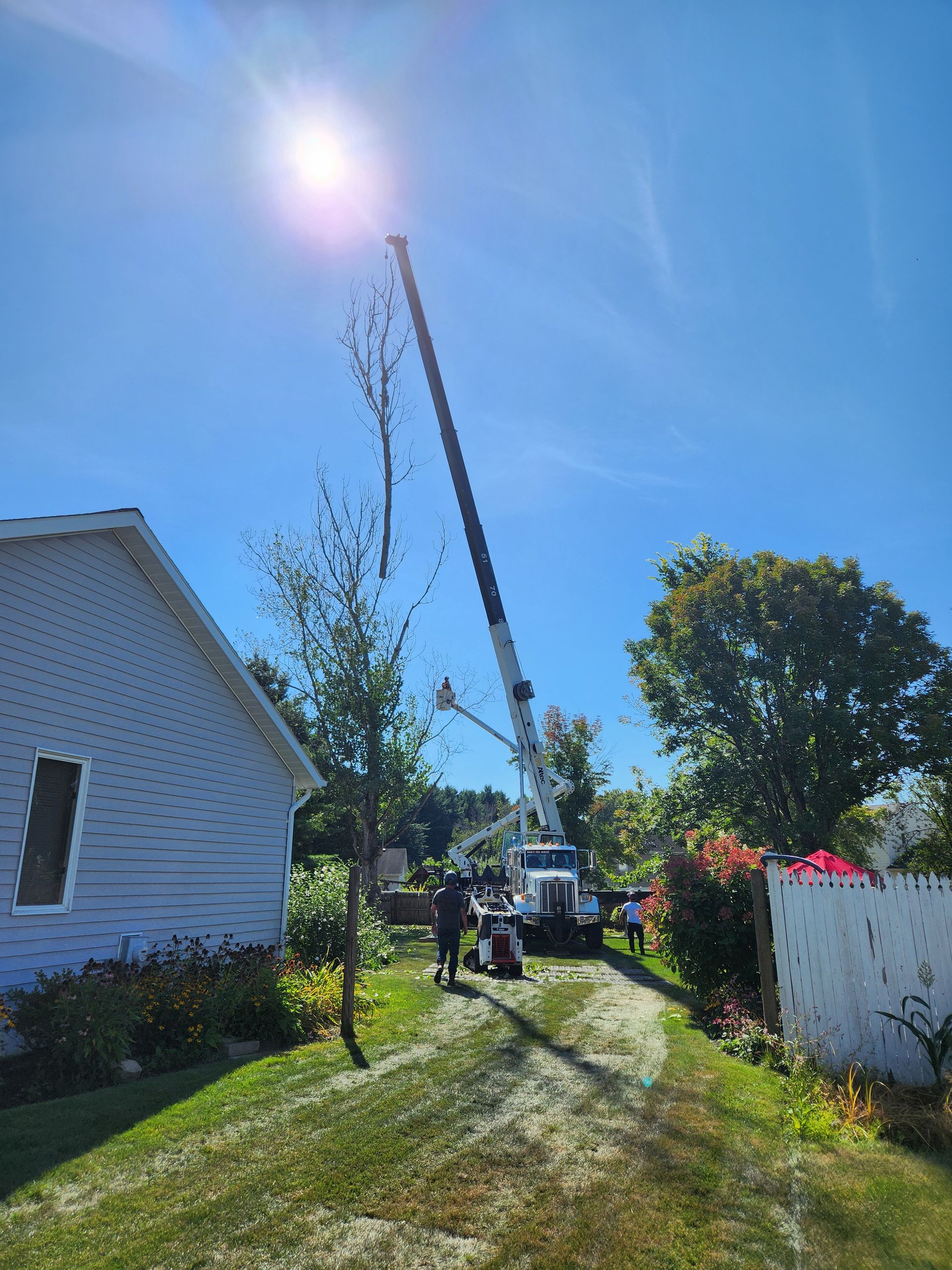 Crane trimming a tall tree next to a white house under a bright blue sky.