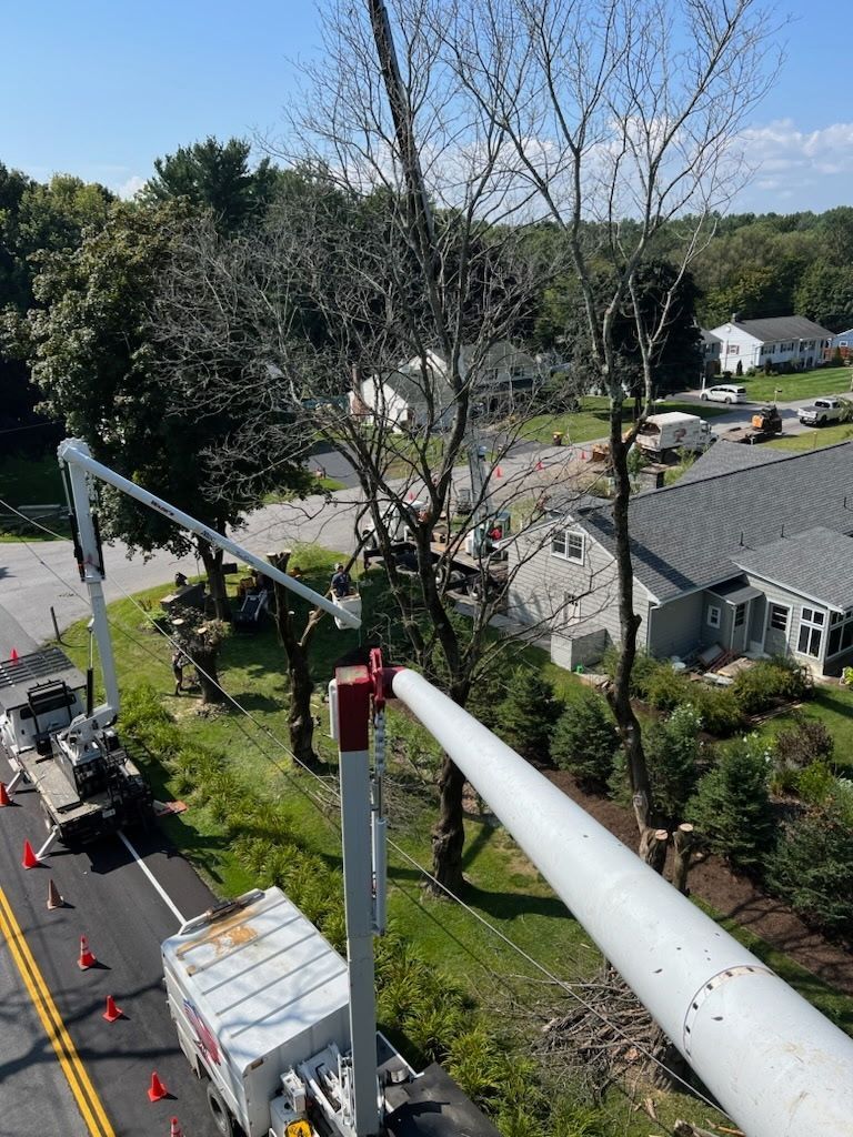 Two bucket trucks trimming trees along a road, residential area in the background.