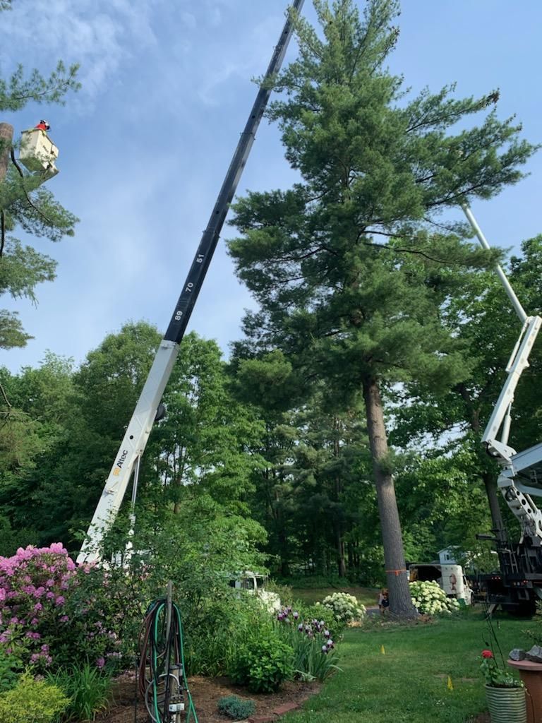Two cranes removing a tall pine tree in a yard. Green grass, flowers, and other trees surround. Blue sky.