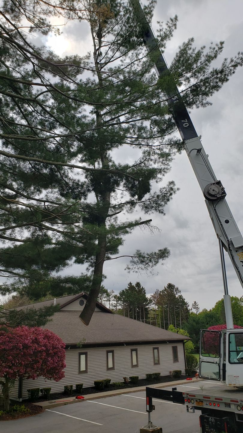 A crane removing a tall tree that had fallen on a building with a brown roof. Overcast sky.