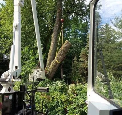 A tree trunk being lifted by a crane during tree removal in a wooded area.