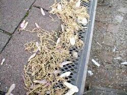 a close-up of a drain grate