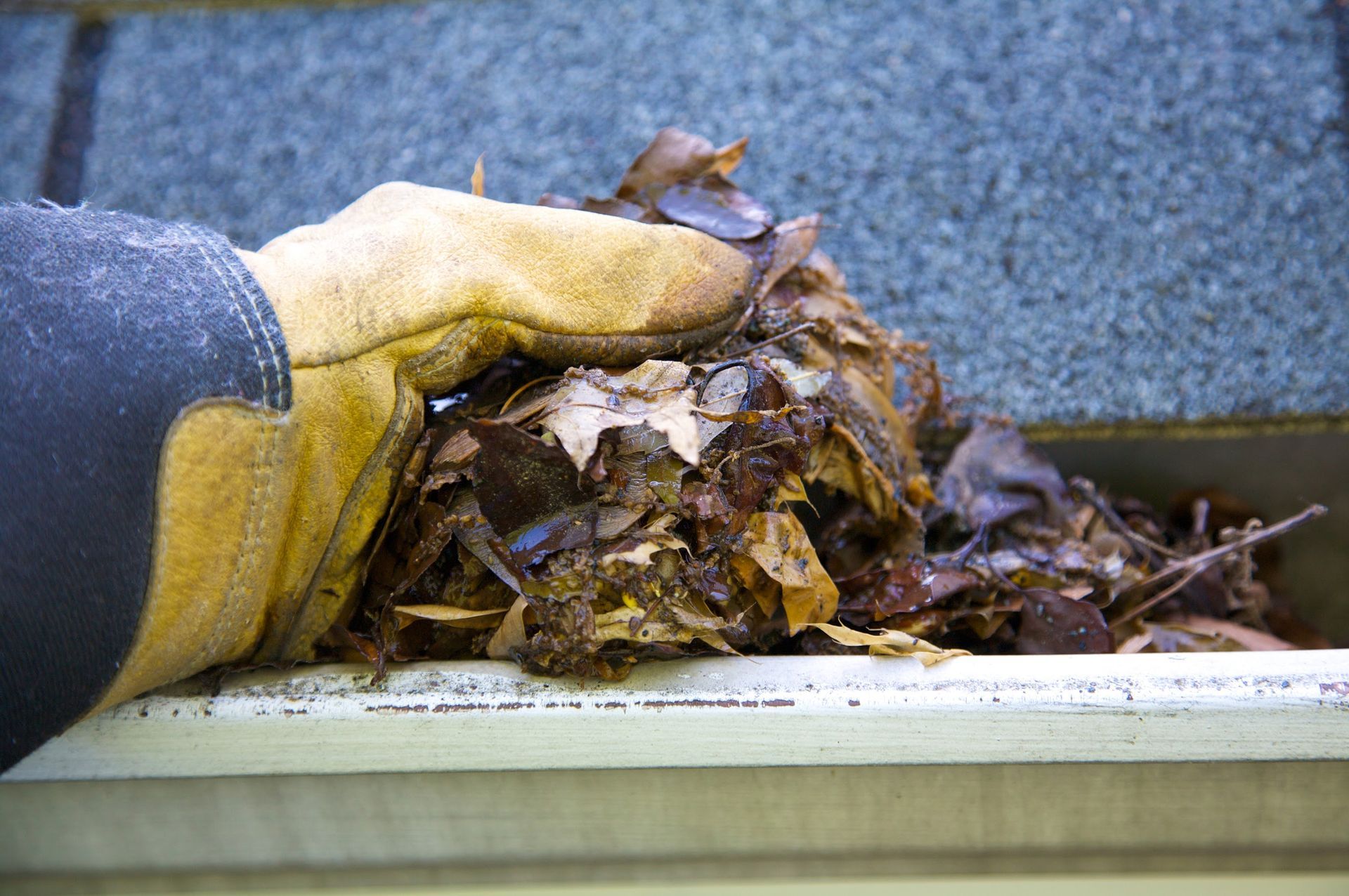 Fall Cleanup Leaves In Gutter