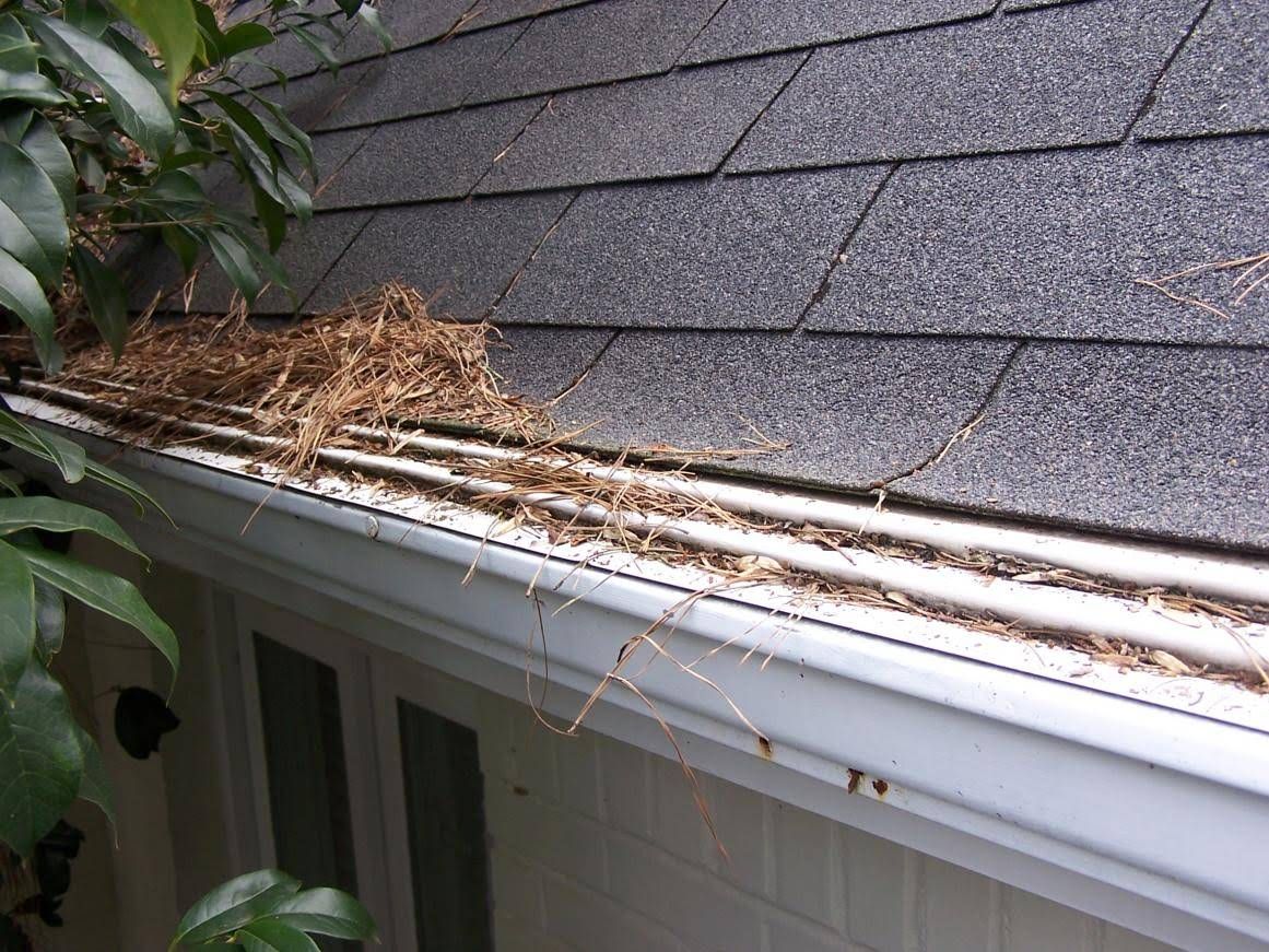 Gutter Cover Pine Needles Clogged Slots