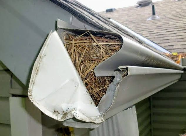 Gutter Cover Pine Needles