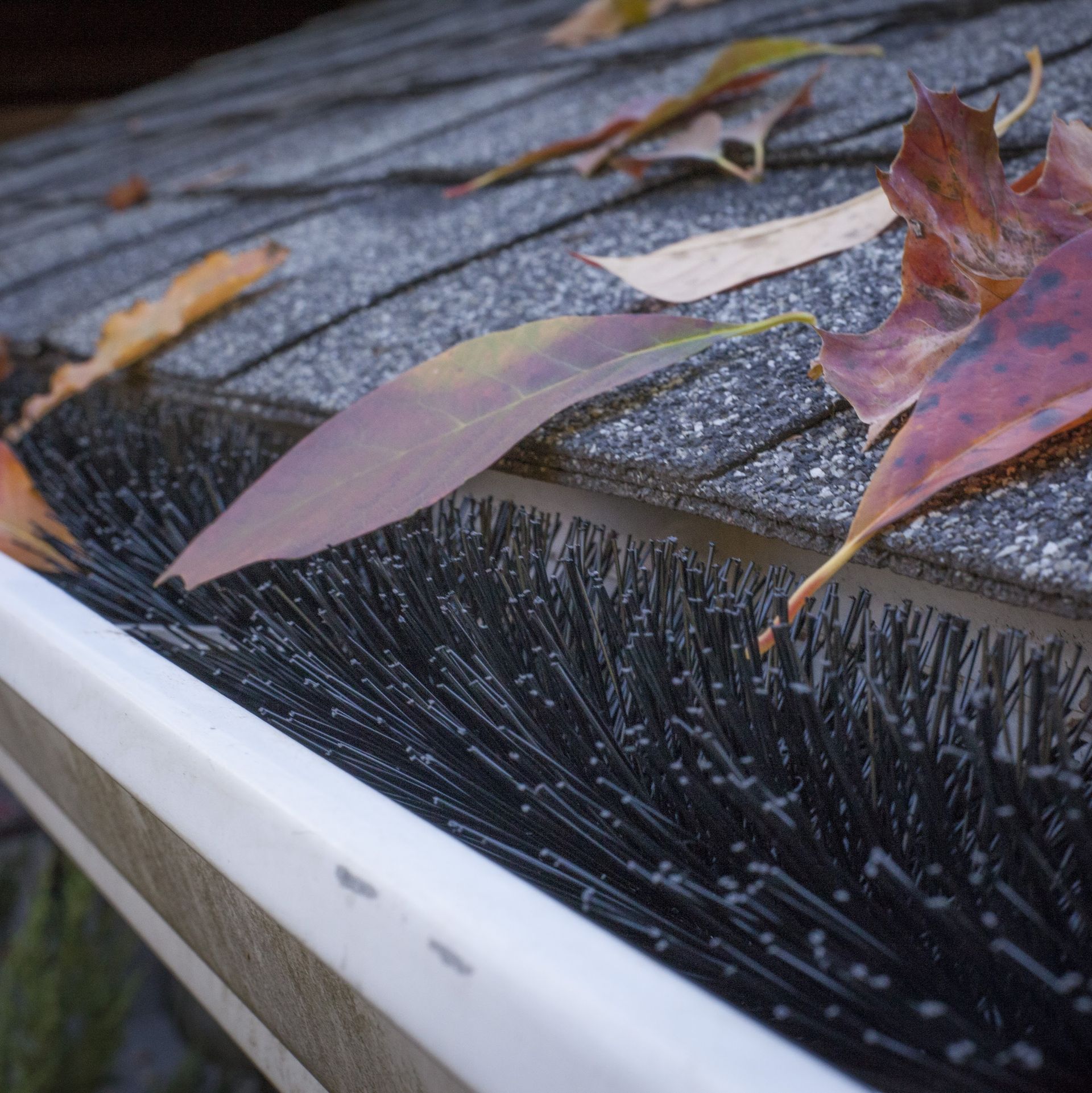 GUTTERB RUSH lifestyle