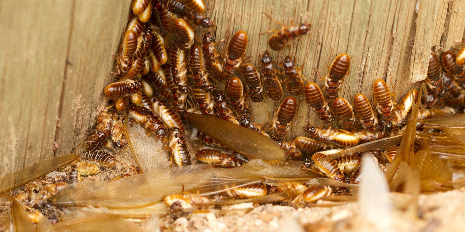 Wooden door with termite damage, looking unsightly and severely affected