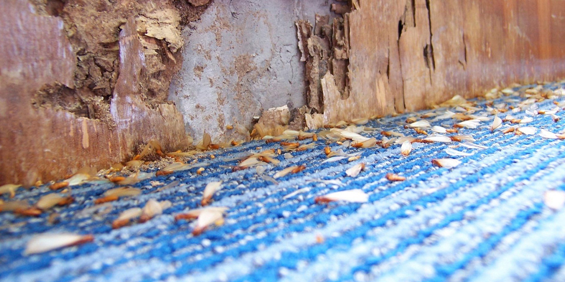 Termite on the wall and some dead termites on the floor - signs of termite infestation and potential damage