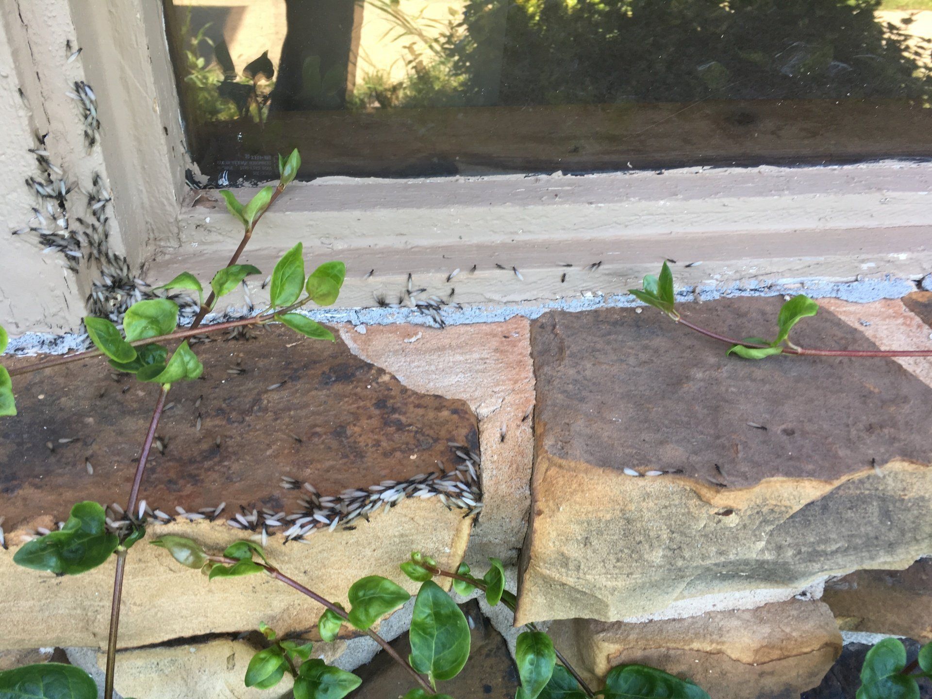 A queue of insects gathering around a stone in the corner of a home building, indicating a potential pest issue