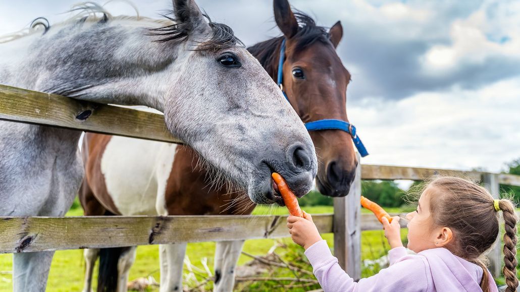 Gray and brown horses eat carrots from a child’s hand by a wooden fence outdoors
