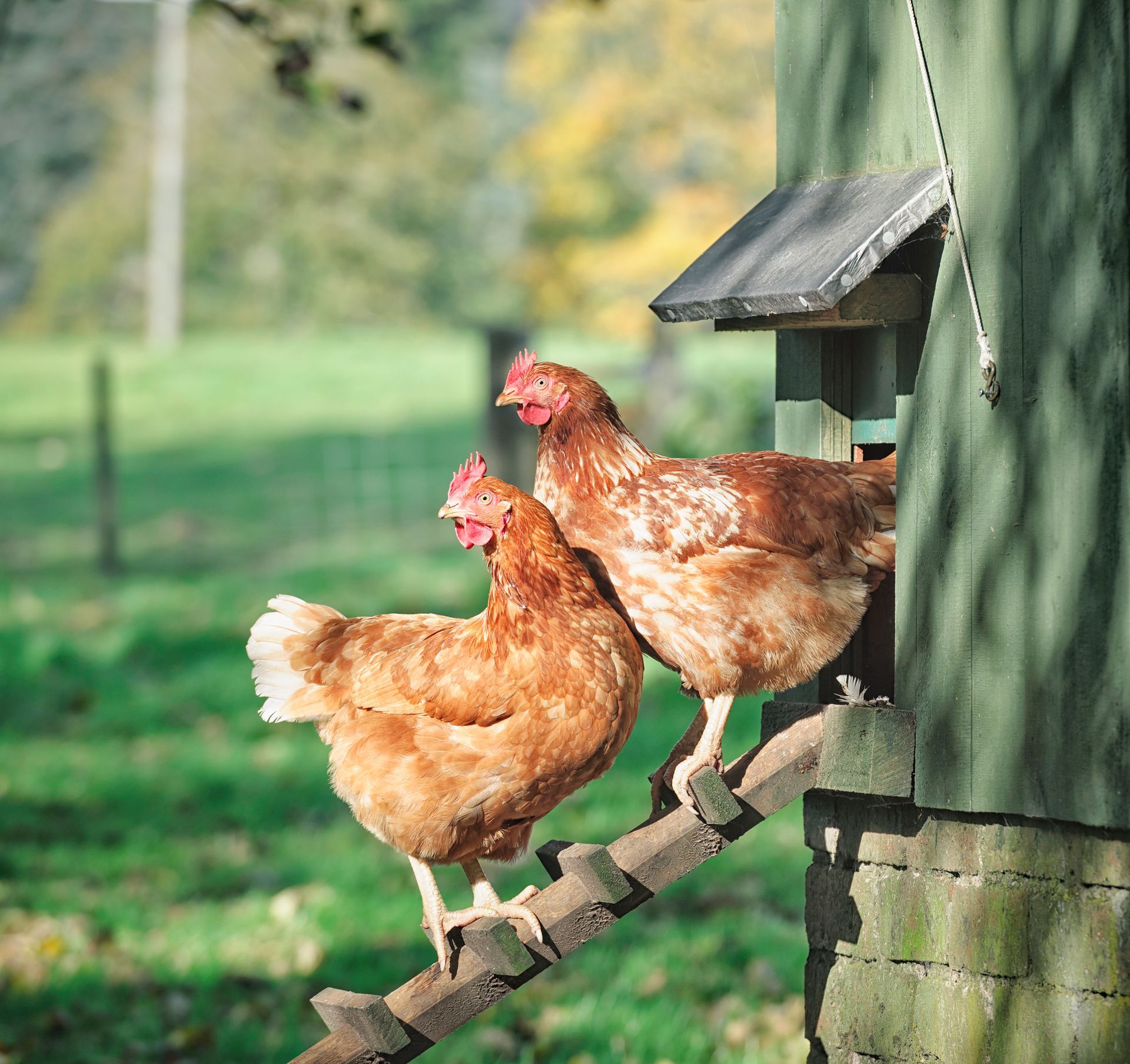 Two brown hens on a wooden ramp beside a green chicken coop in a sunny yard