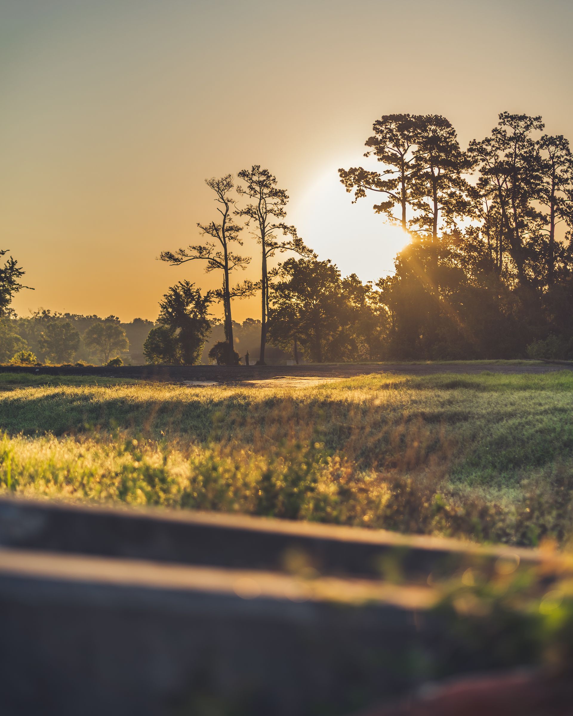 Sunrise over a grassy field with silhouetted trees and warm golden light