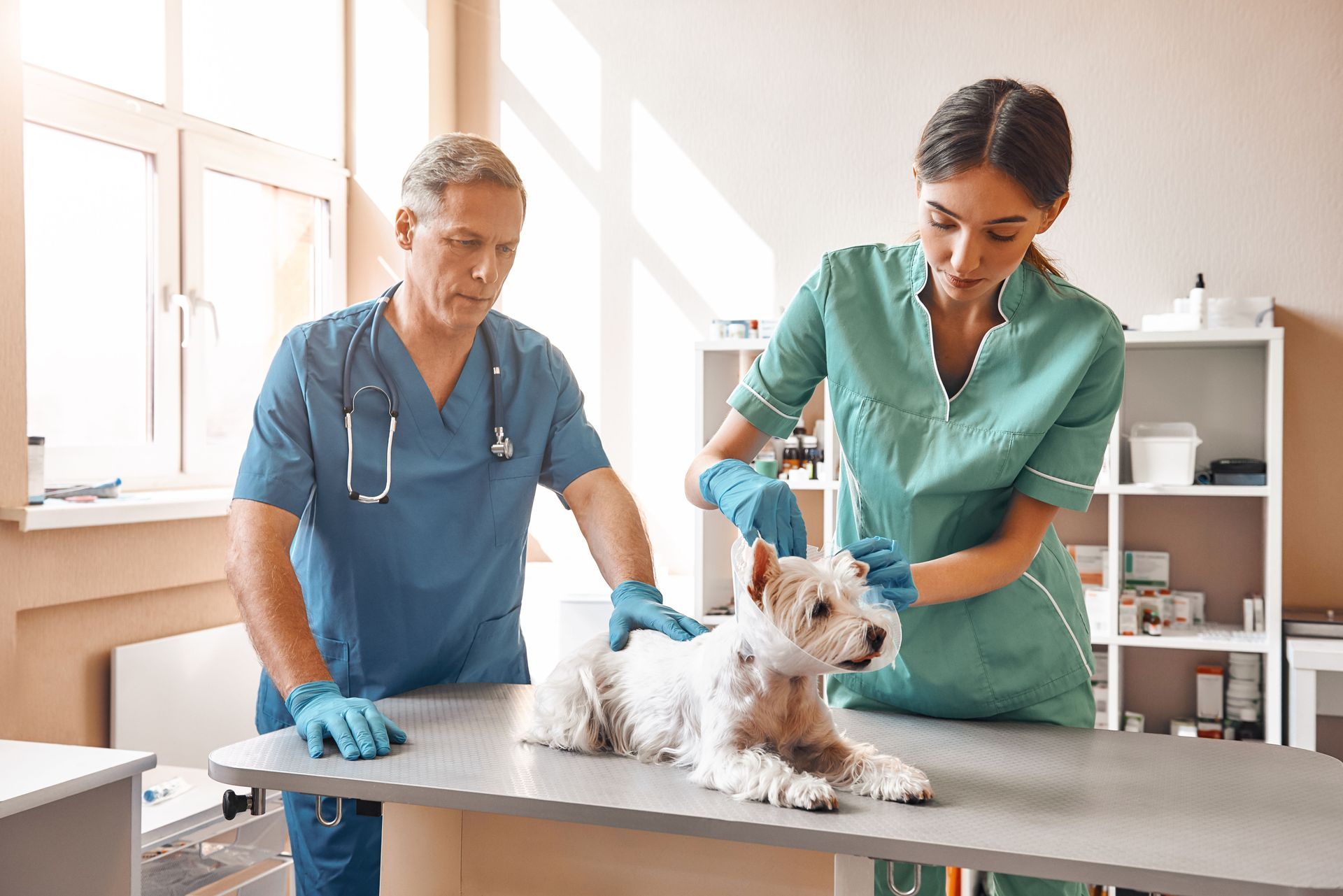 emergency veterinary hospital