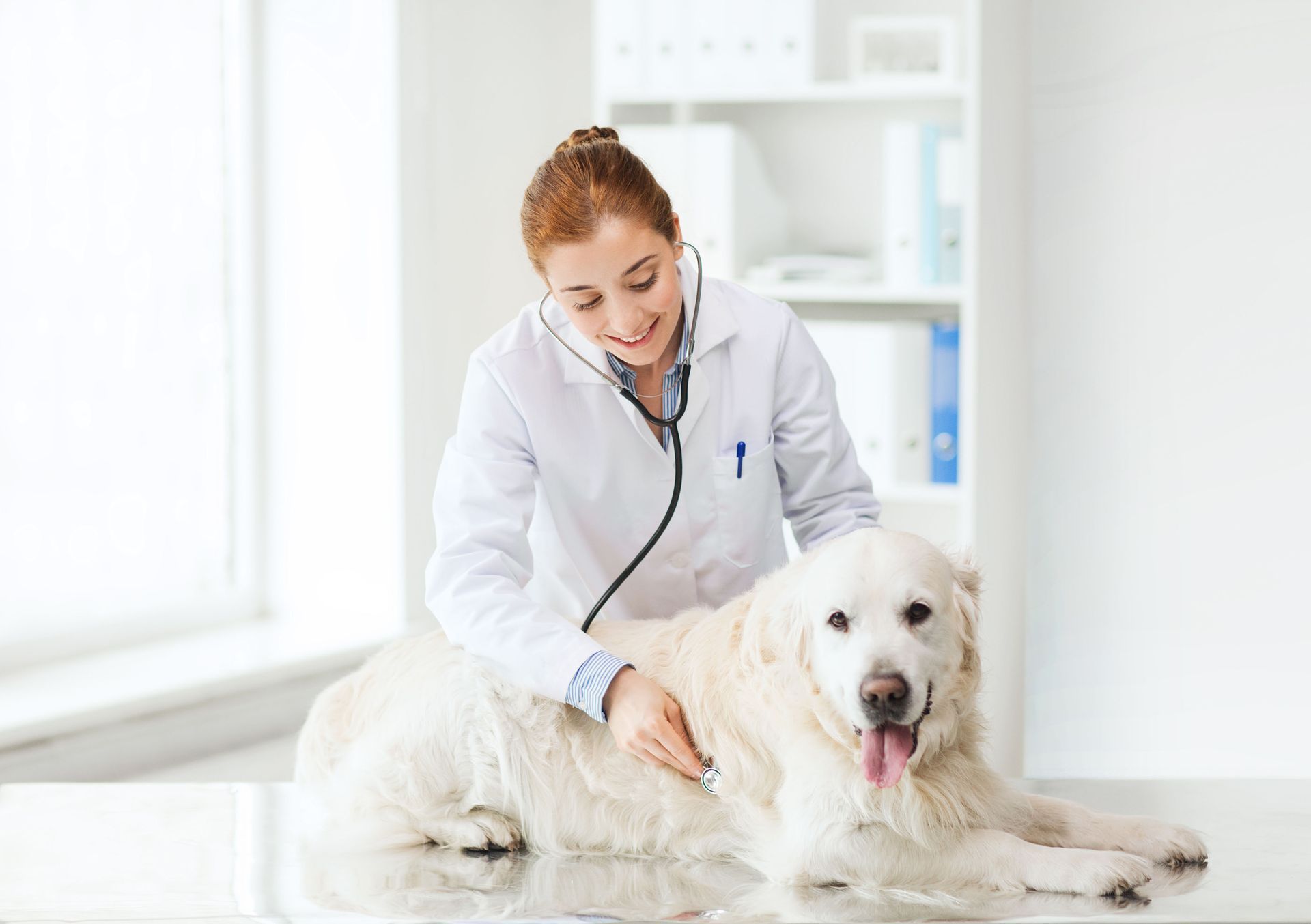 Veterinarian listening to a Golden Retriever's heart with a stethoscope in an exam room.