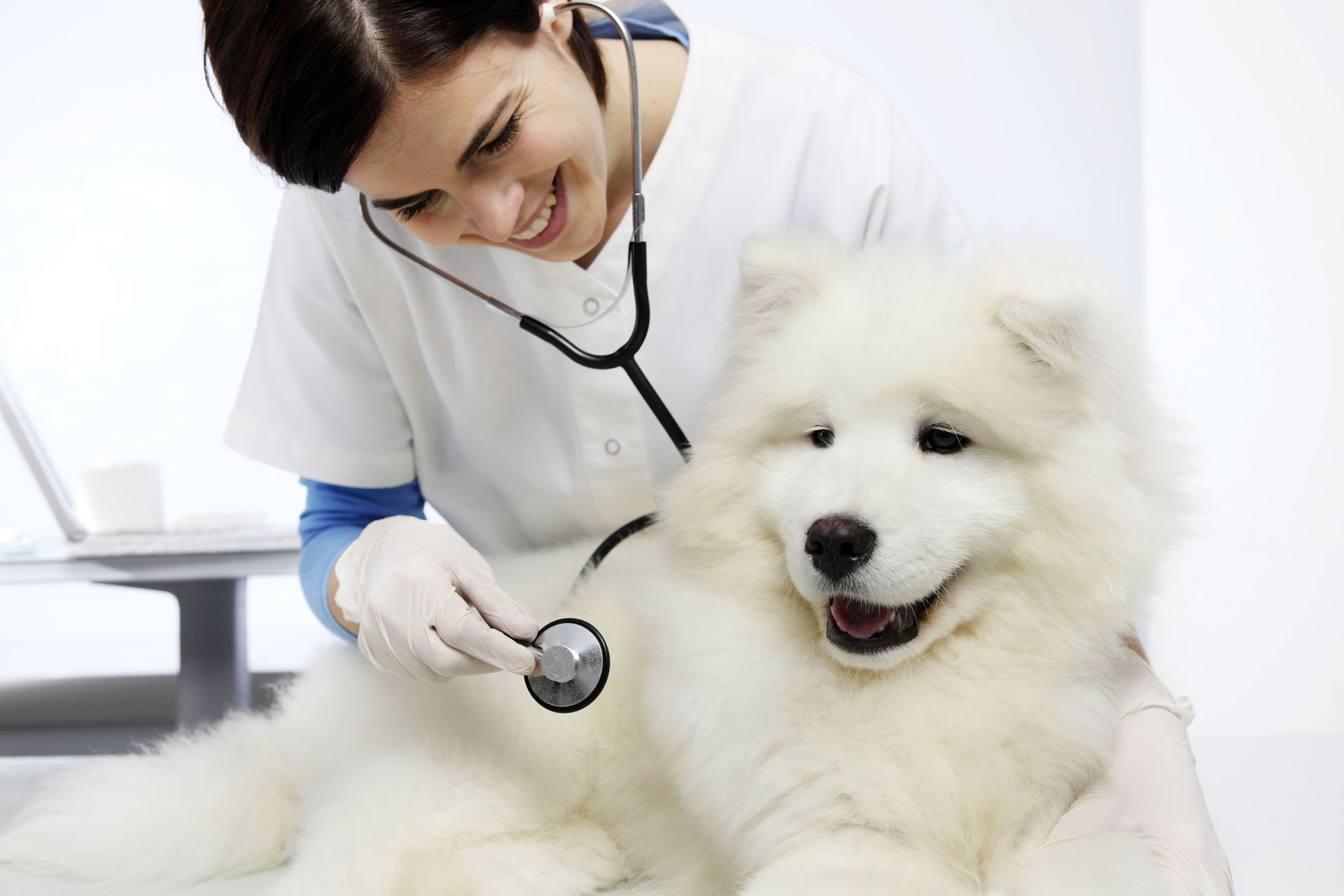 Veterinarian using a stethoscope on a fluffy, white dog in an exam room.