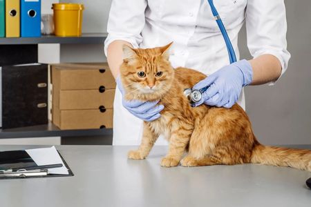 Hanover Veterinary Hospital