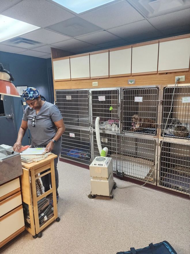 Veterinary worker in gray scrubs tending to a counter, cat kennels in the background.