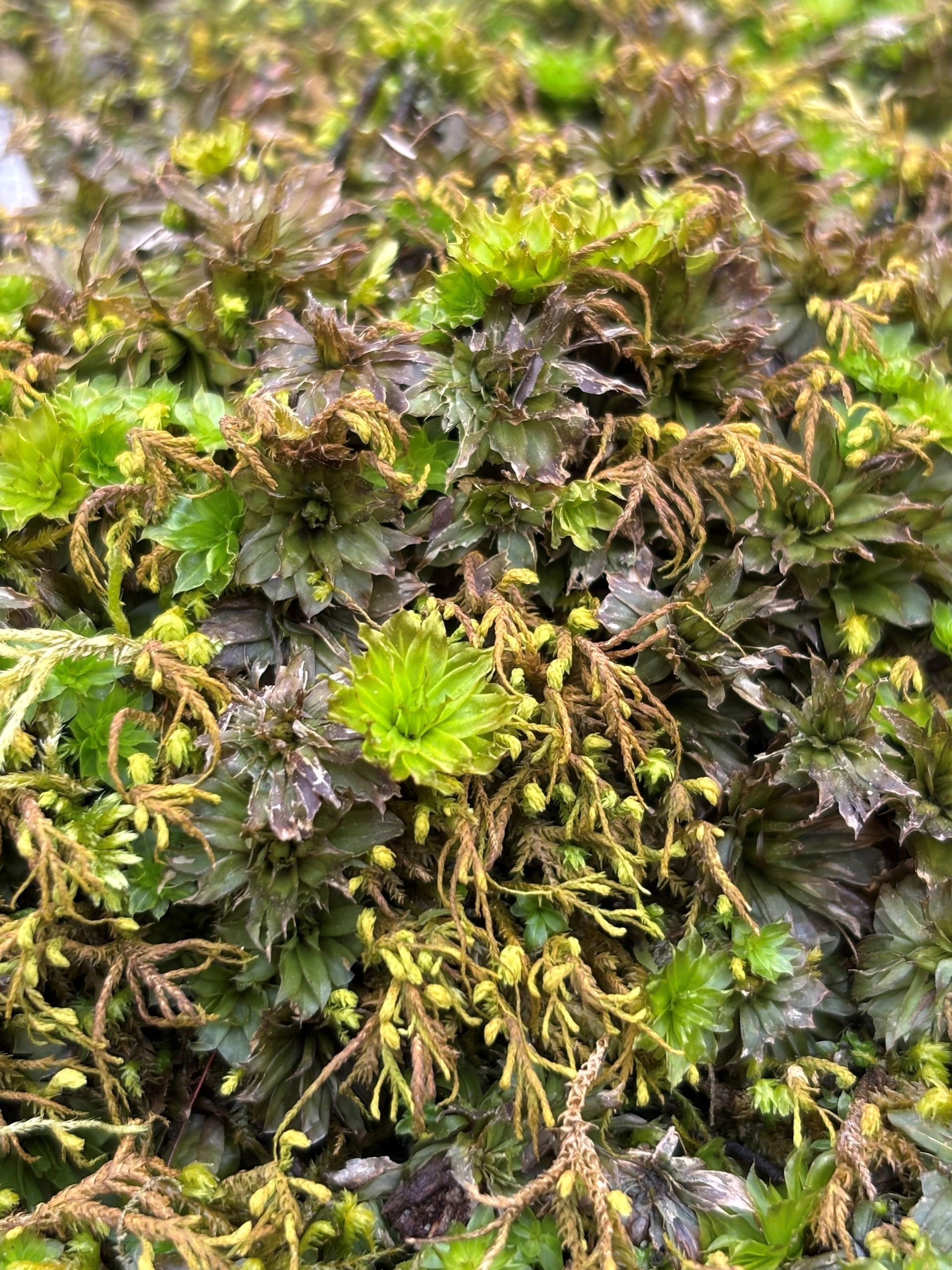 Clump of dark green, brown, and light green aquatic liverwort plants.