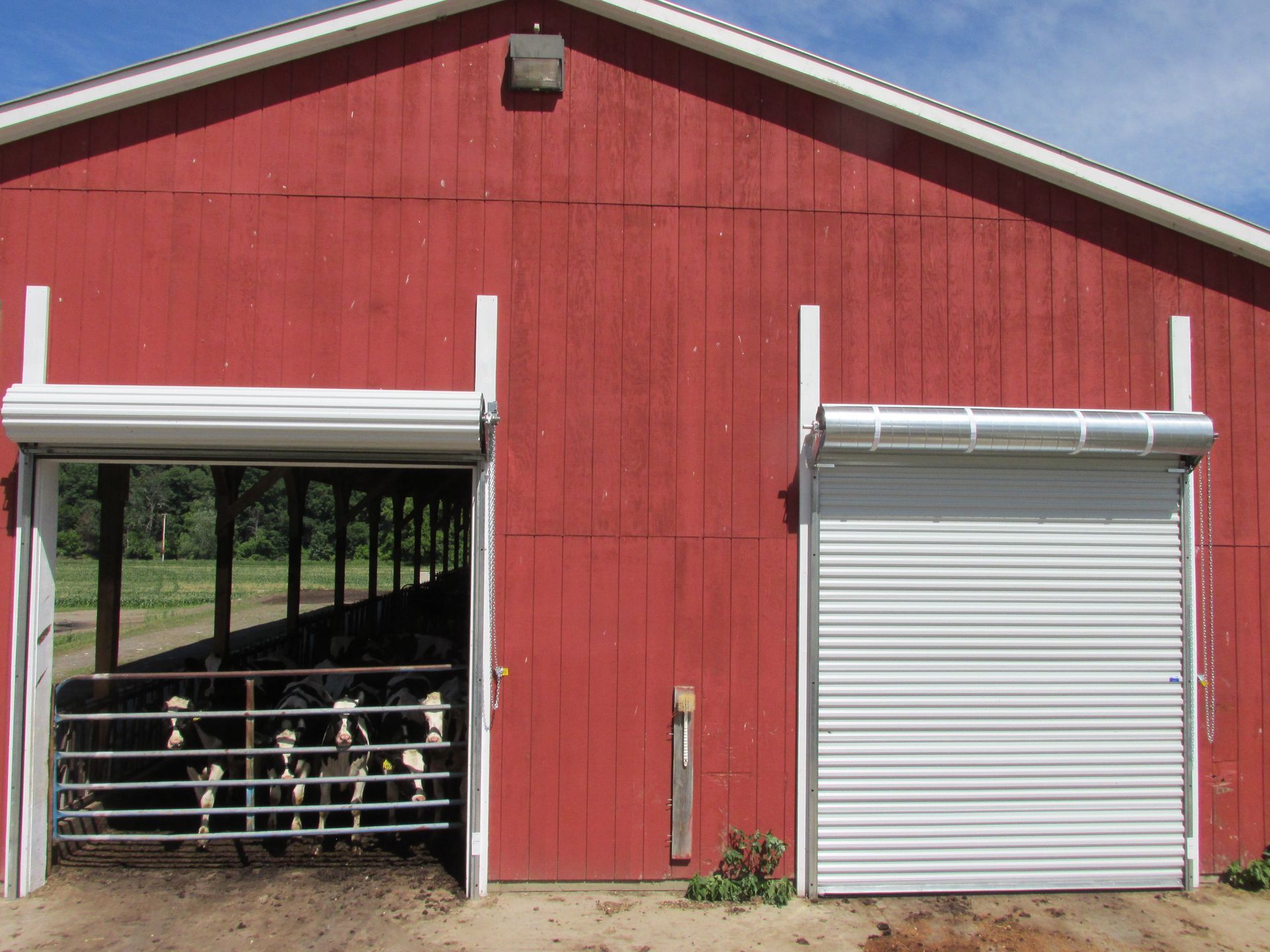 A red barn with a white door and cows inside