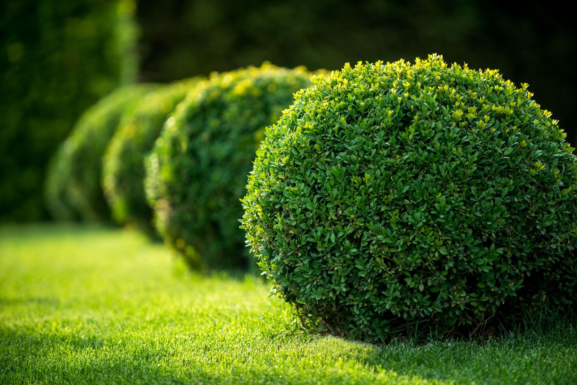 landscape design services