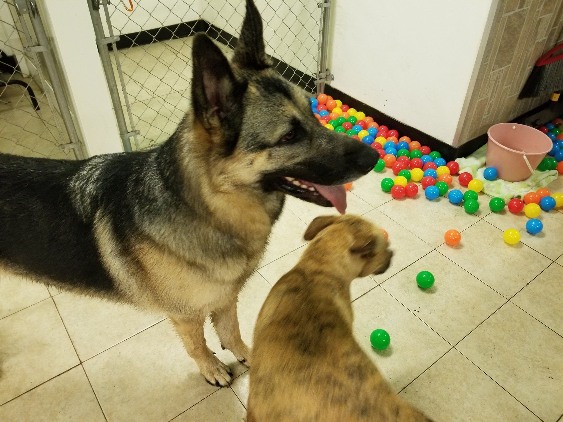 Dog Boarding Playschool for Dogs Del City, OK