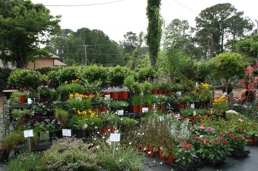 Fancy Plants | Tropical Plants | Savannah, GA