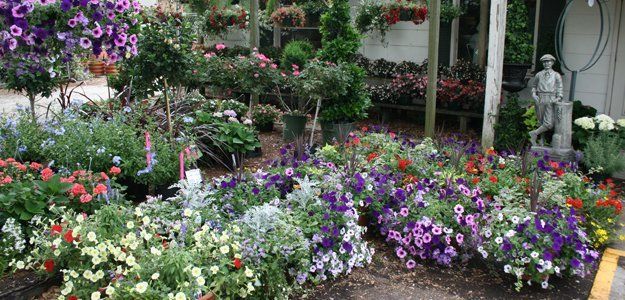 Annual and Perennial plants