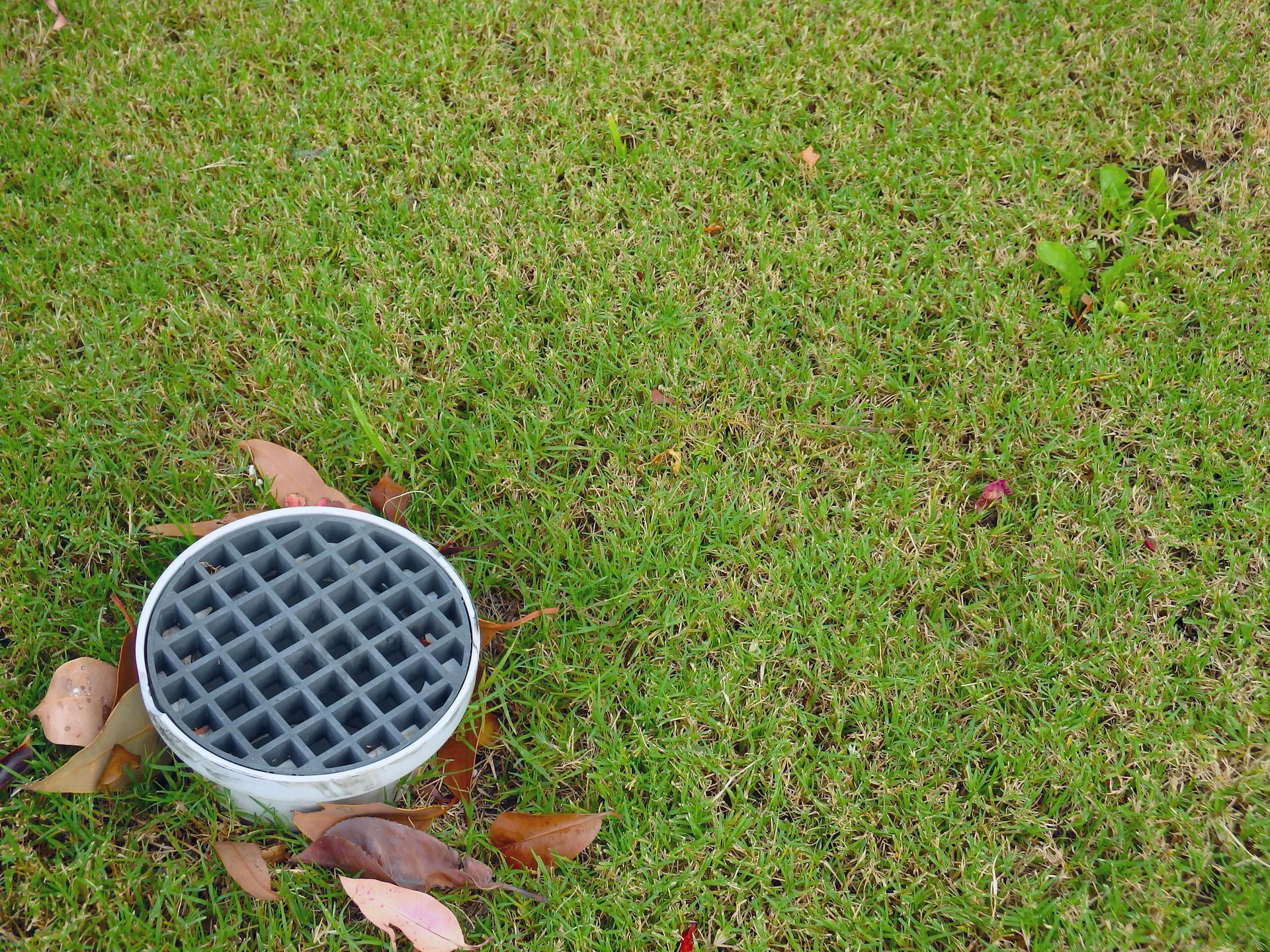 White drainage pipe with a gray grate on green grass. Brown leaves scattered around it.