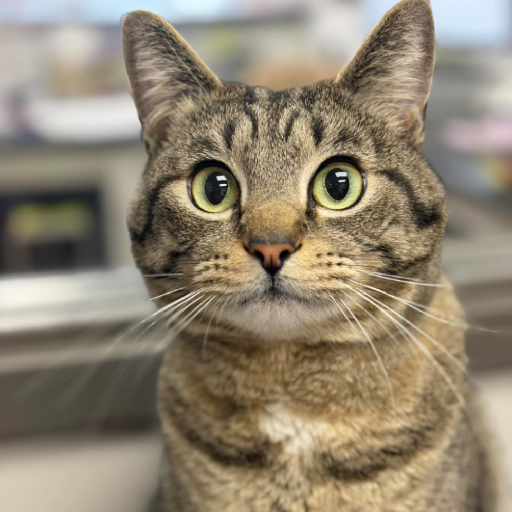 Five cats of various colors sit in a row.