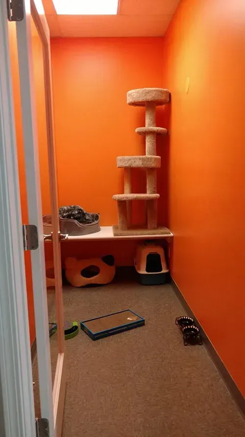 A cat play area: orange walls, cat tree, cat bed, and toys. Viewed from the doorway.
