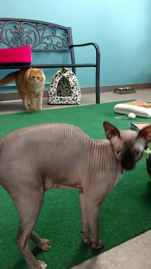 Hairless cat stands on green carpet, orange cat in background near a bench.