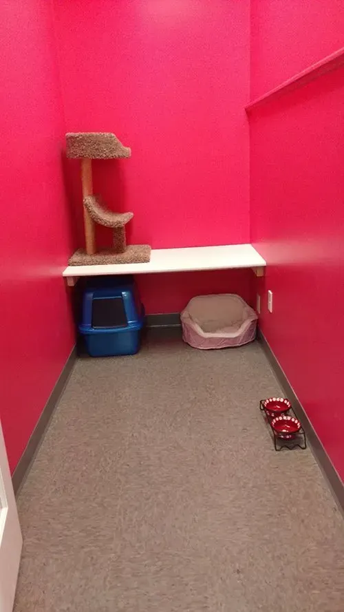 Cat room: pink walls, litter box, bed, food bowls, cat tree, white shelf, gray carpet.