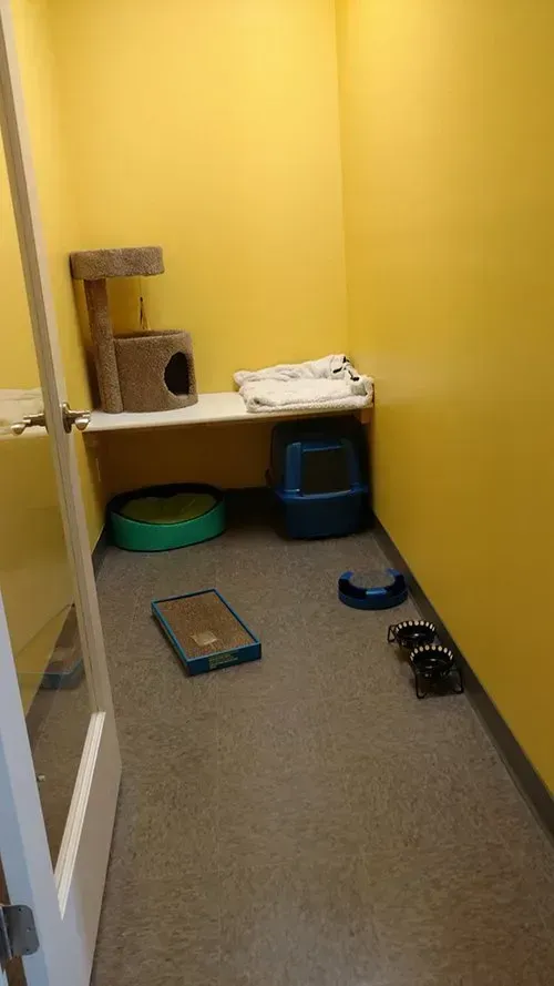 A cat room with yellow walls, a cat tree, litter box, and food bowls.