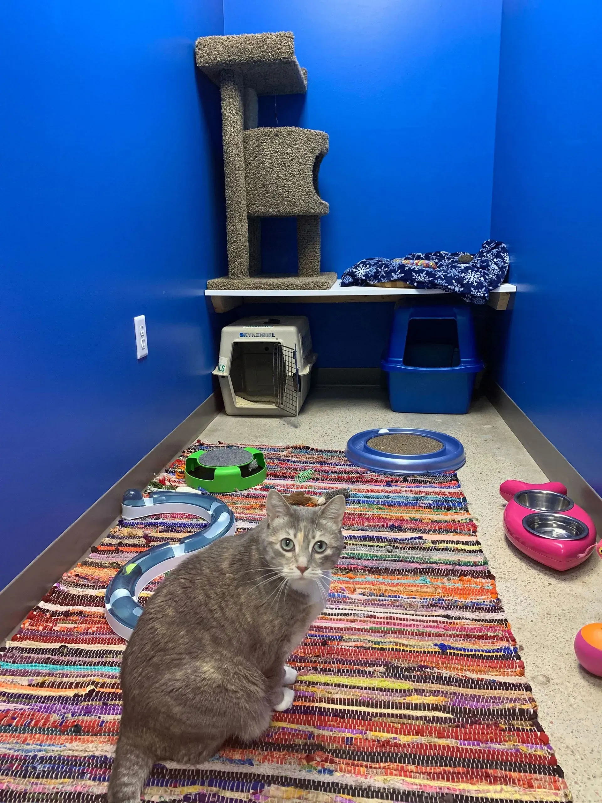 A grey and white cat sits in a blue room with a cat tree, rug, food bowls, and litter box.