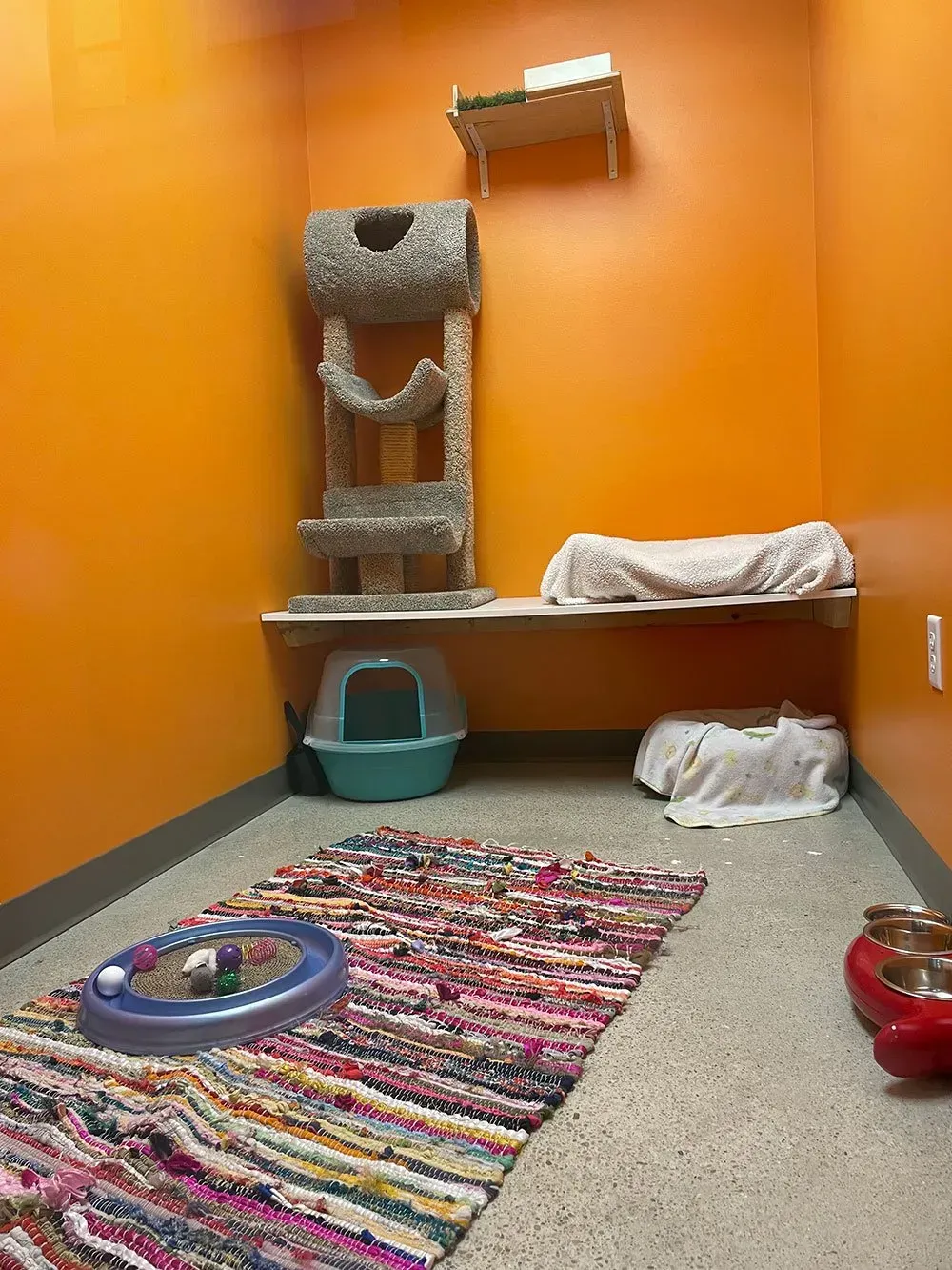 Orange-walled cat room with cat tree, litter box, shelves, rug, and toys.