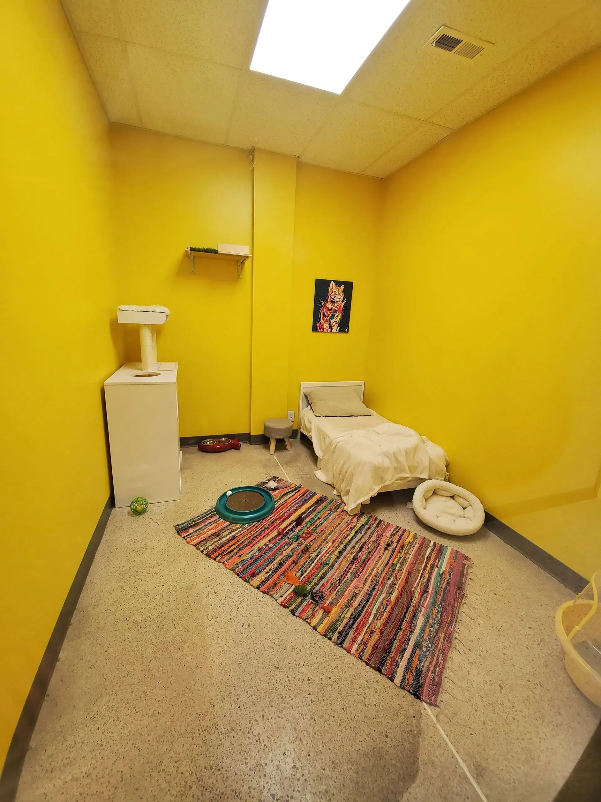 Yellow room with cat bed, rug, scratching post, and toys on a speckled floor.