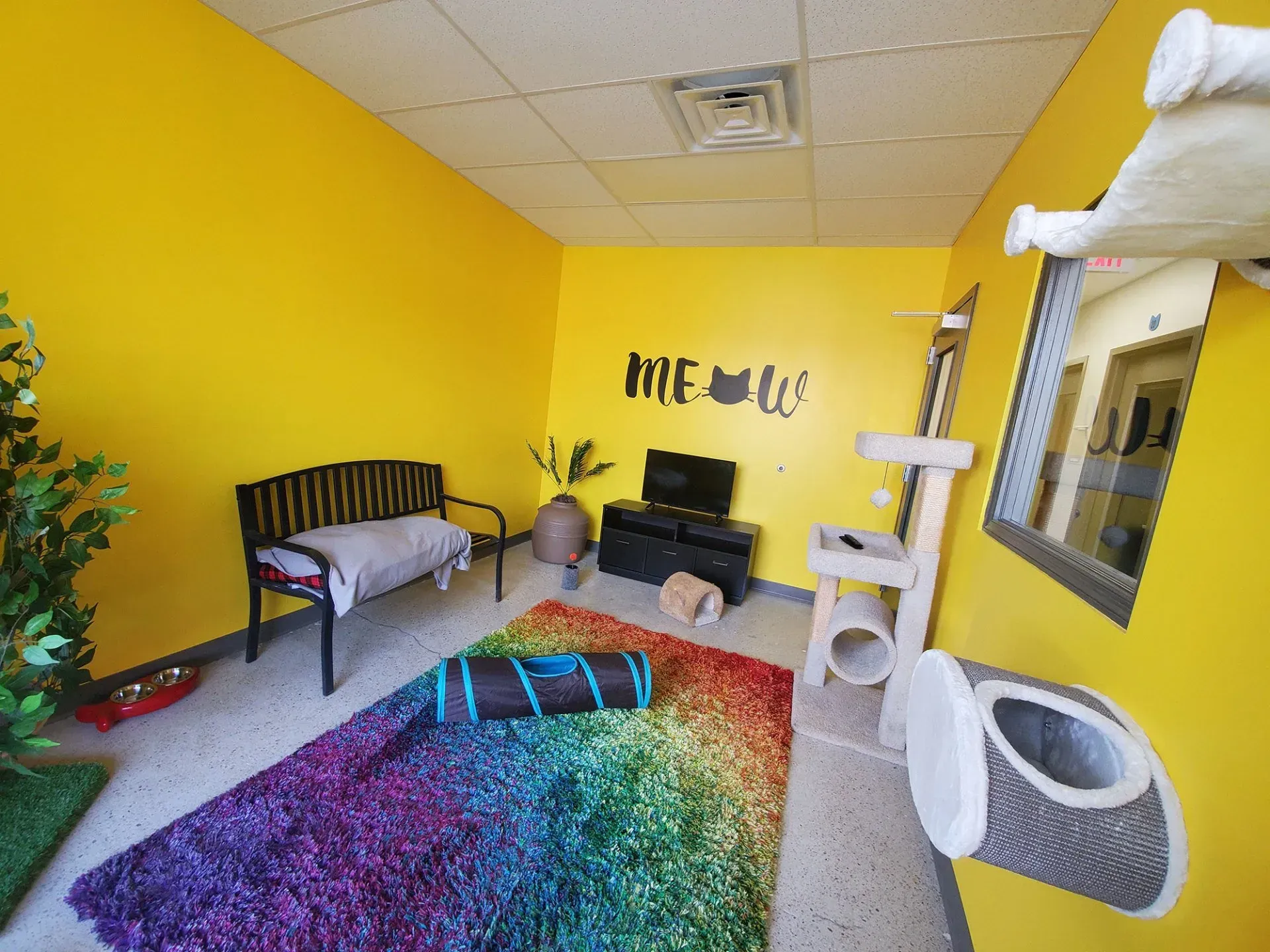 Yellow cat room with 