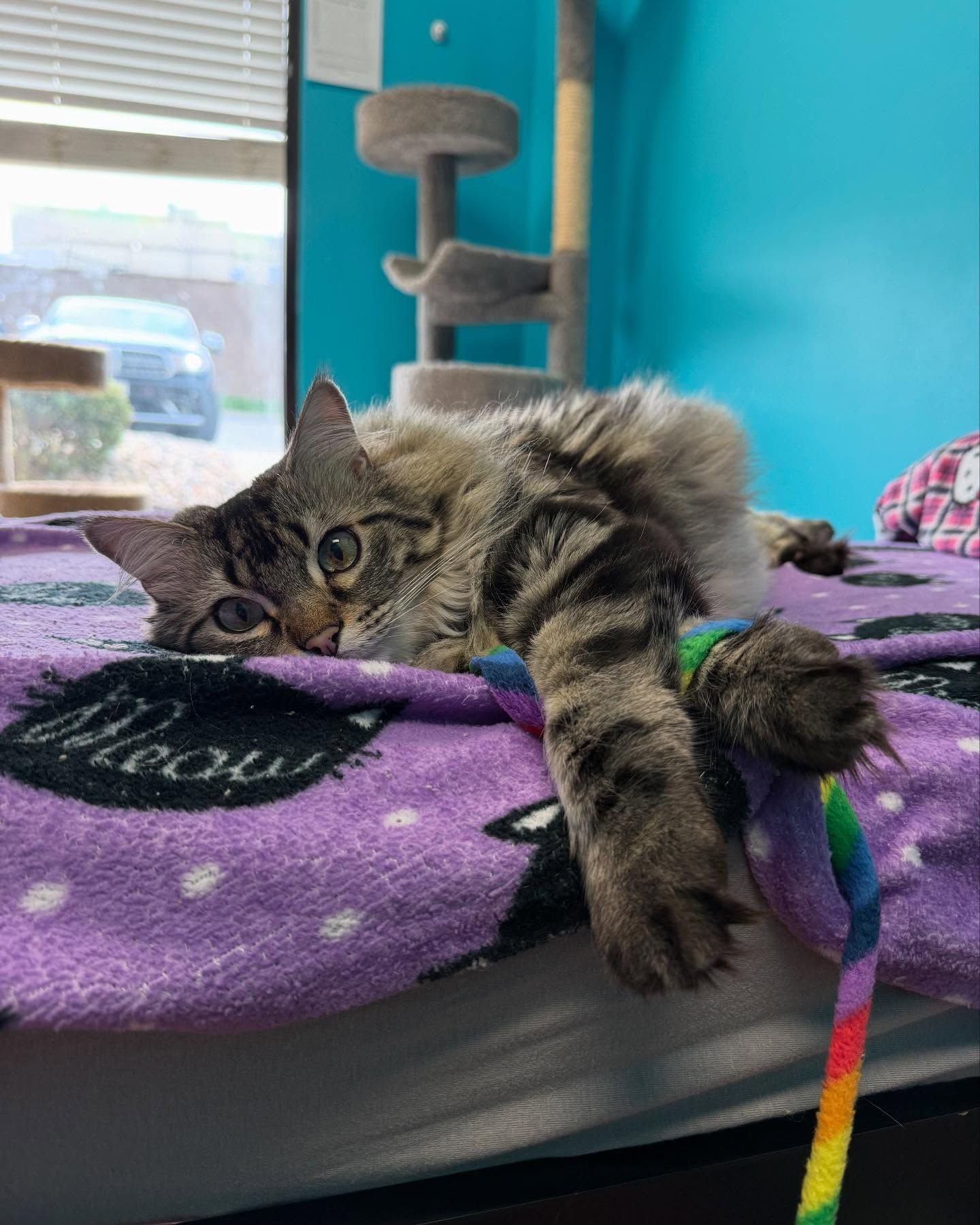 Cat lounging on purple blanket, stretching out its paw and playing with a colorful toy