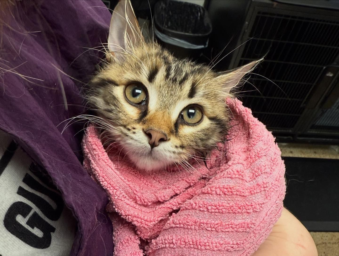 Kitten swaddled in pink towel, held in someone's arms. Brown tabby with big eyes, looking forward.