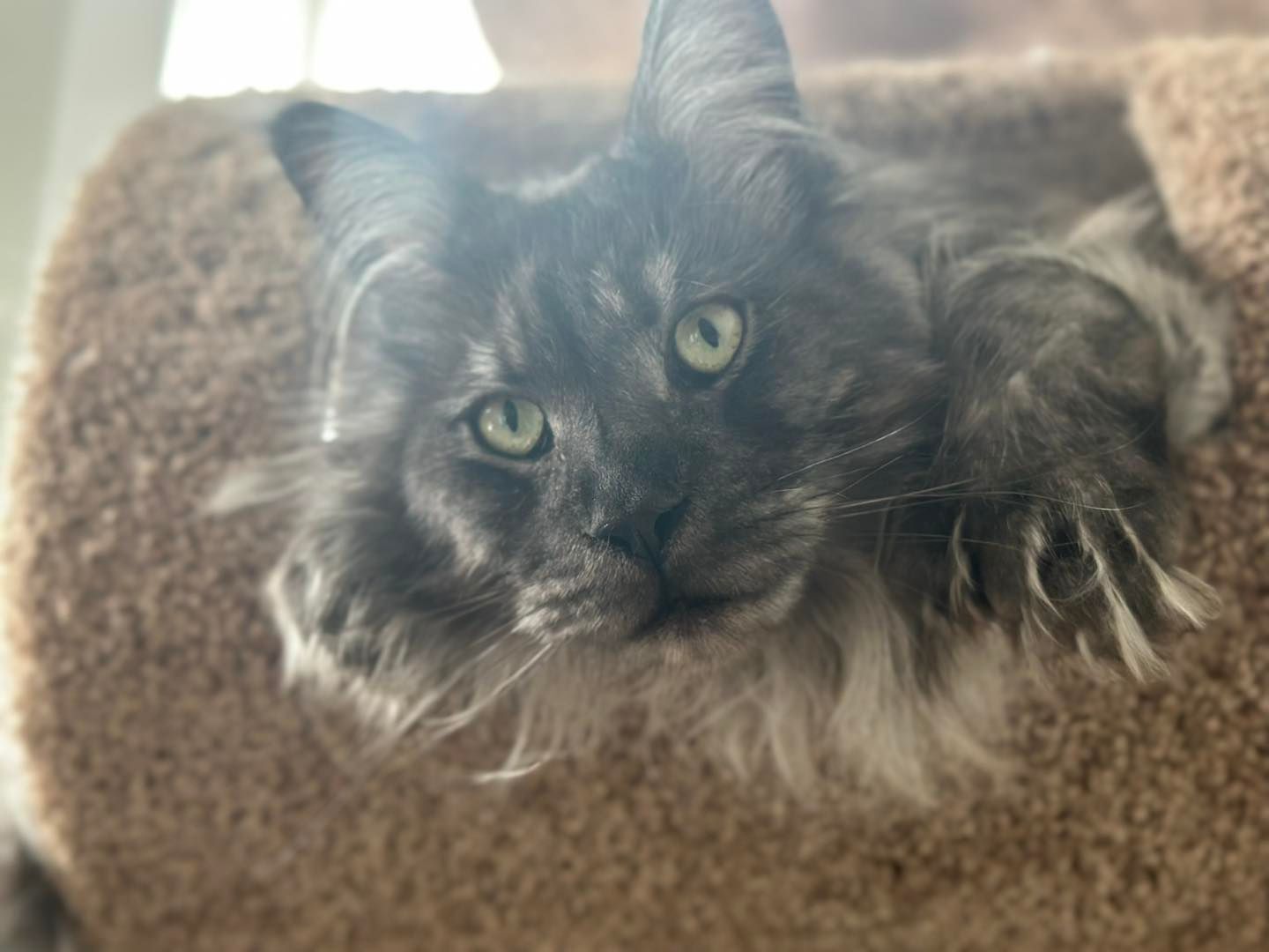 Gray cat with green eyes resting in a brown cat tree.