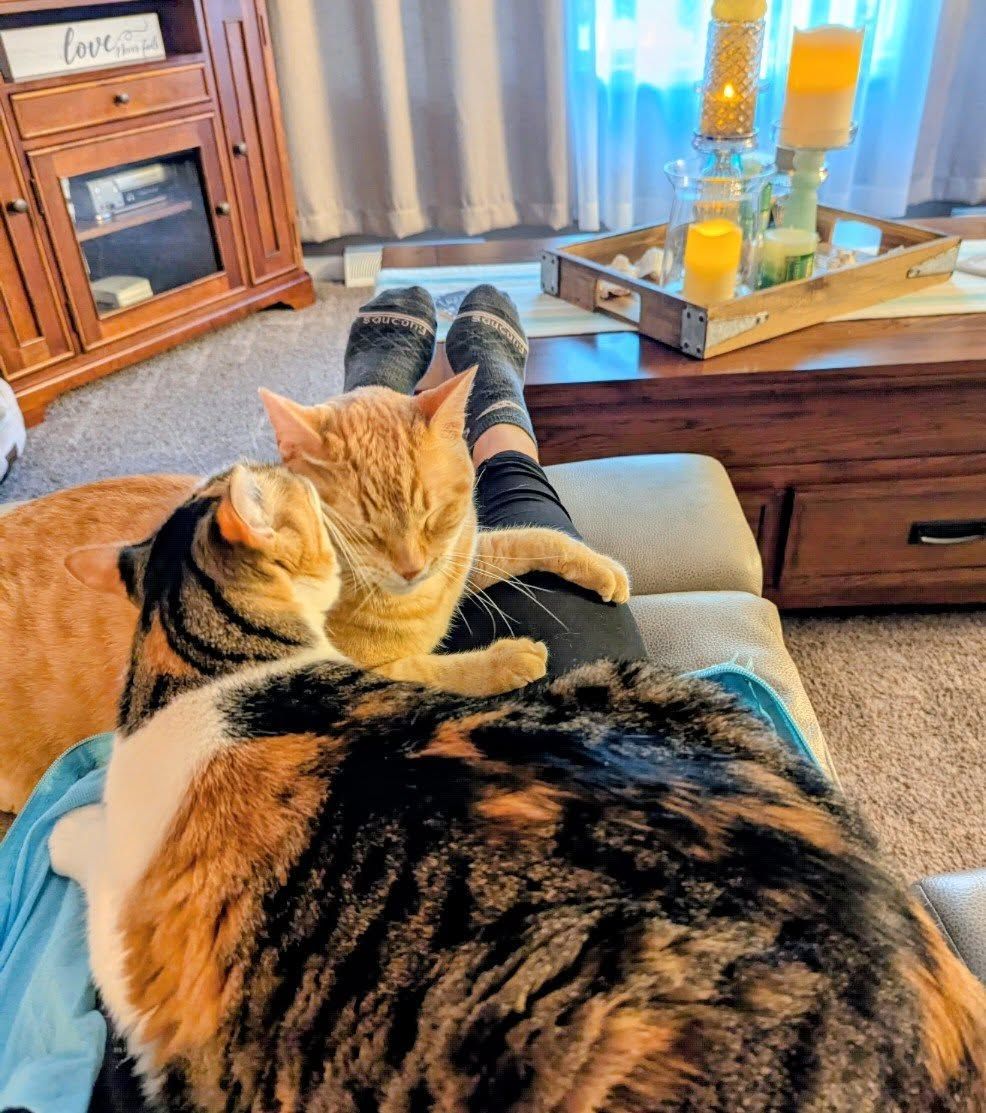 Three cats sleeping on a person's lap; one orange tabby, one calico, and one orange.