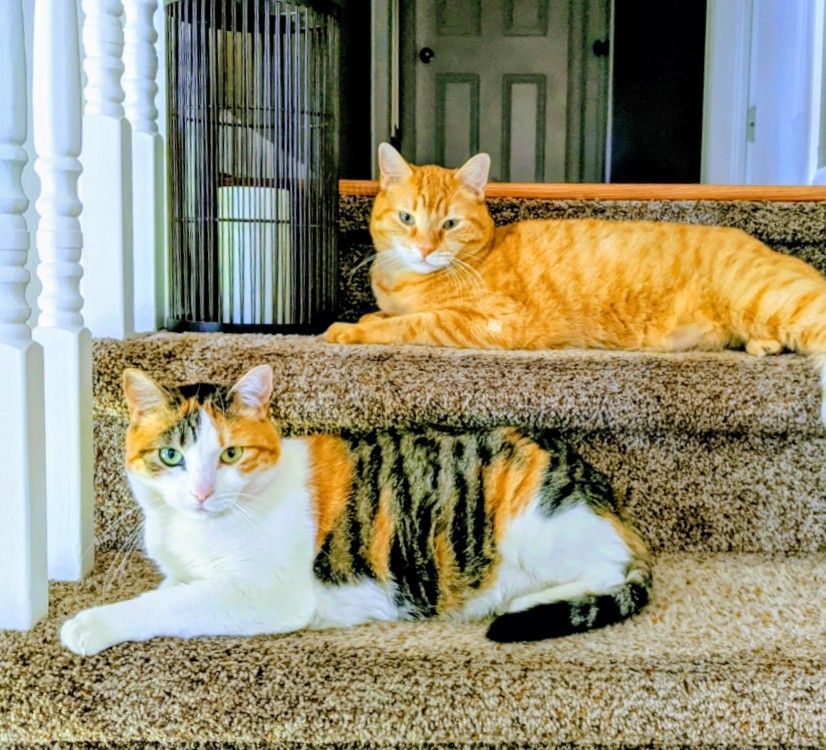 Two cats, one orange, one calico, resting on carpeted steps.