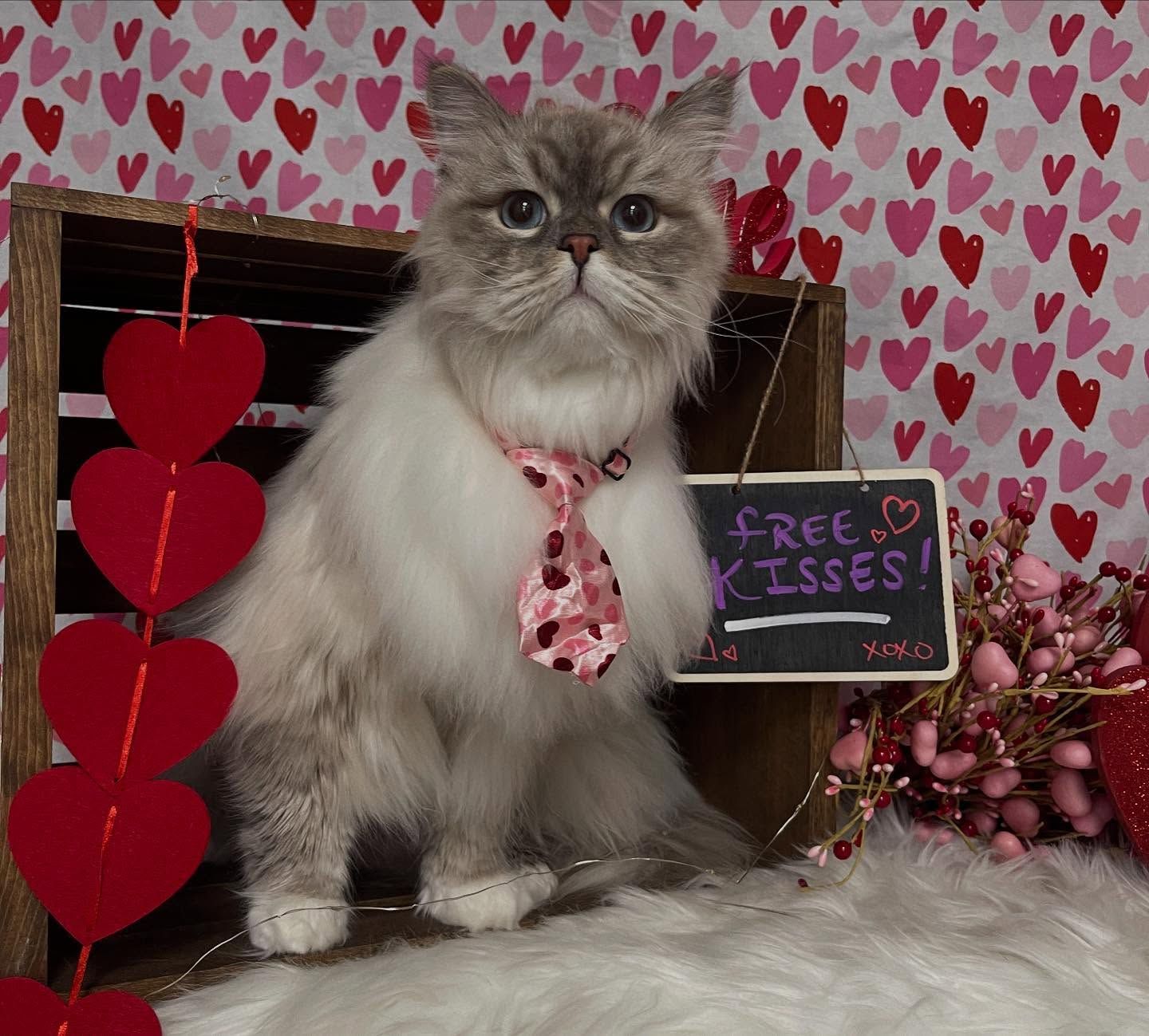 Cat wearing a tie with a