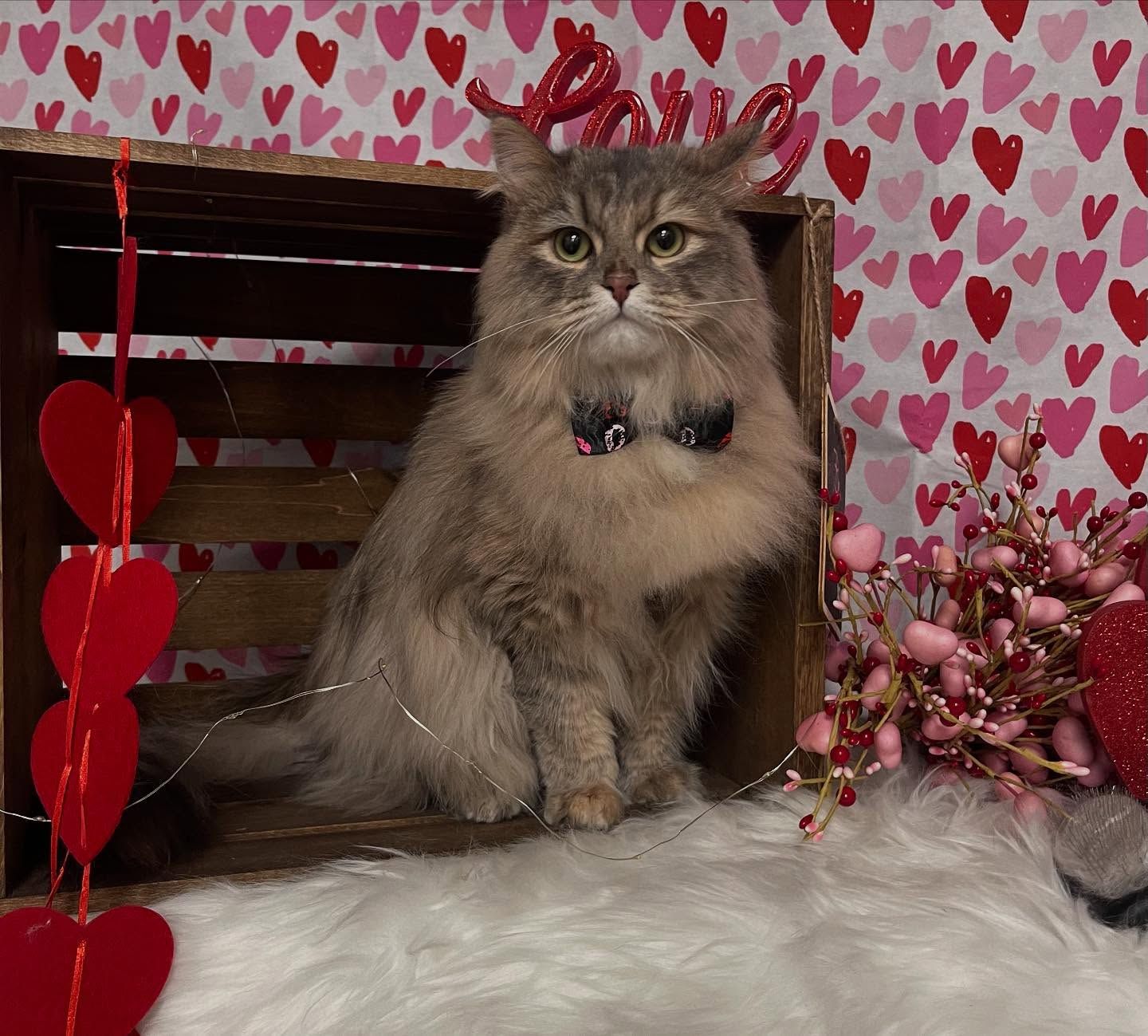 Cat wearing a bow tie and Valentine's Day decorations in a wooden crate.