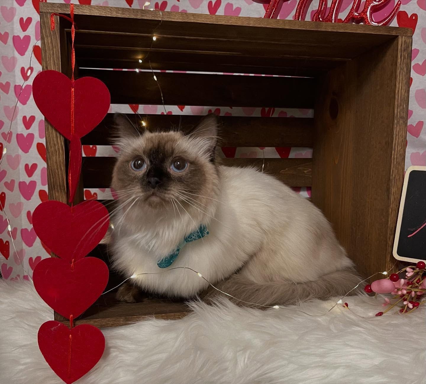 A fluffy cat with blue eyes and a teal bow tie sits in a wooden crate decorated for Valentine's Day.