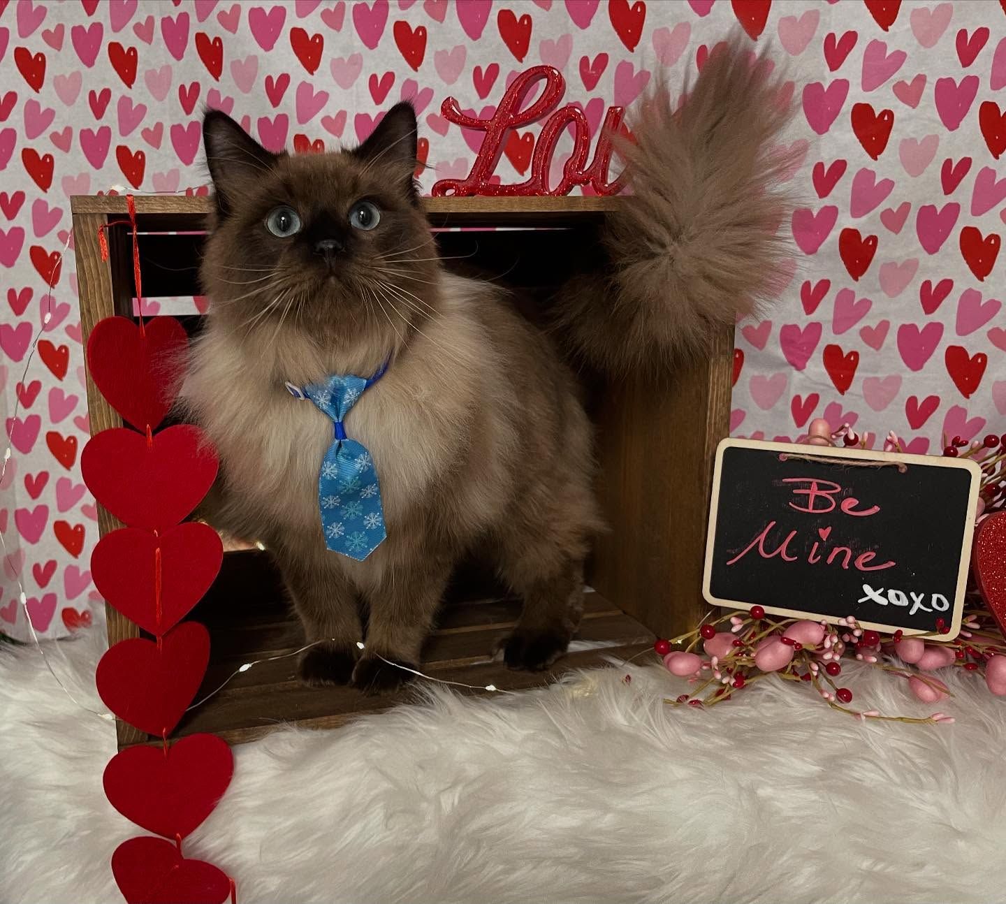 A fluffy cat wearing a blue tie stands in a wooden crate, decorated for Valentine's Day.
