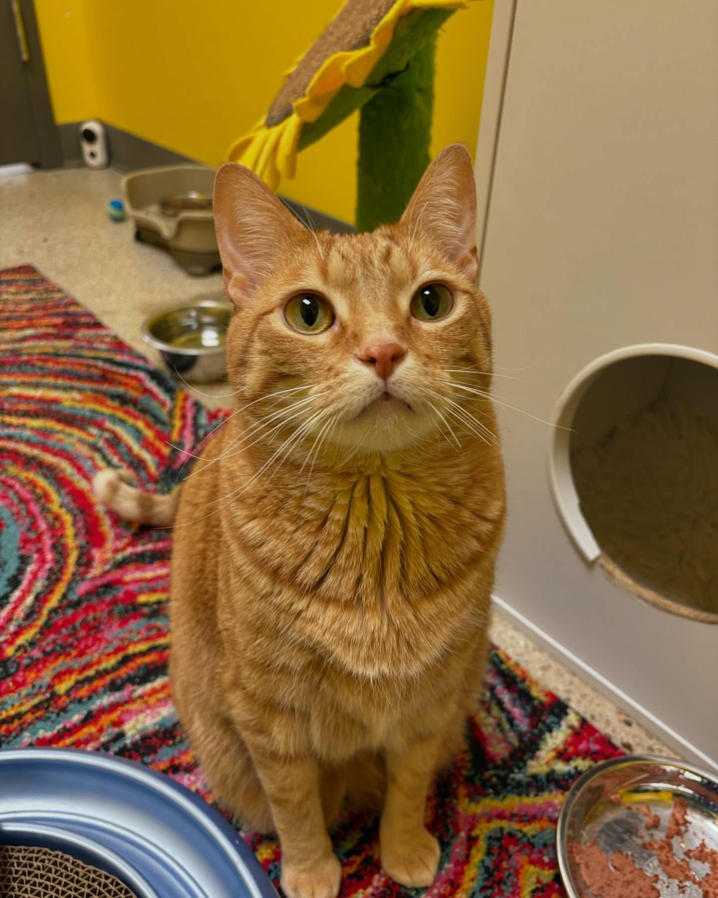Orange tabby cat sitting and looking up, indoors.